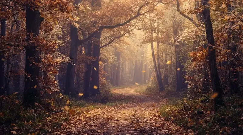 Automne en MTC